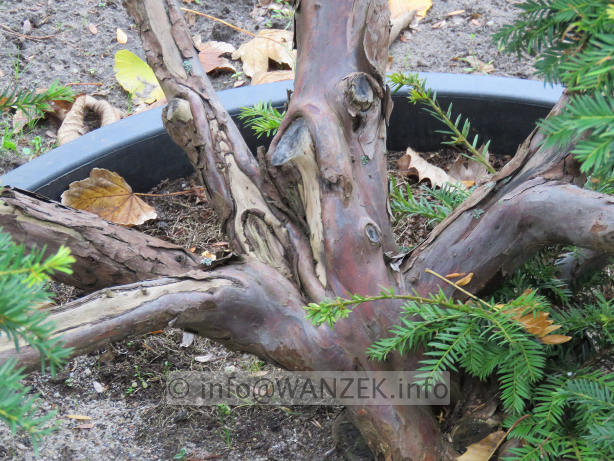Taxus baccata 14 Bonsai 02b.JPG